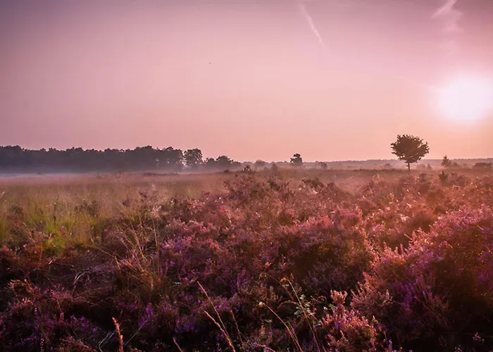 Chalet 6-persoons Familielodge